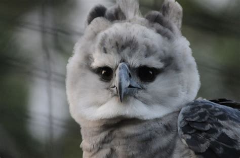 Seven Spectacular Birds Youll Spot In Belize Black Rock Lodge