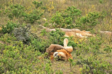 Lake Nakuru National Park