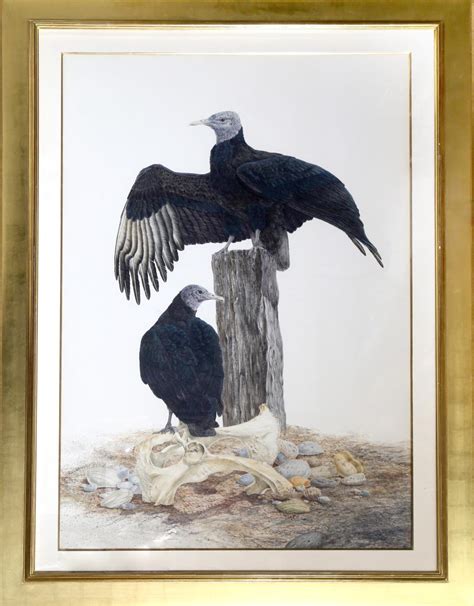 Bid Now Robin Hill Black Vulture Watercolor On Paper February 6