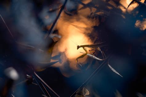 Stages Macro Fabien Bravin Photographie Toulouse