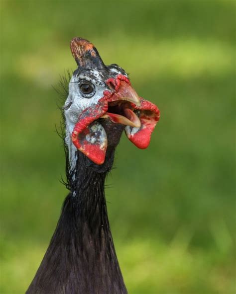 Everything You Want to Know About Guinea Fowl Eggs