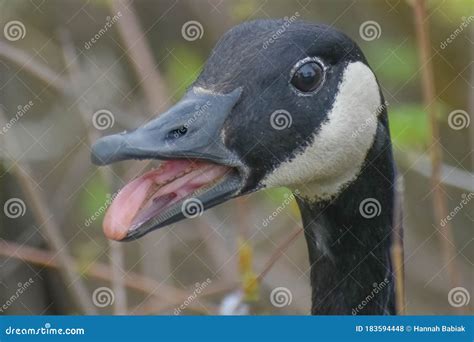 Canadian Geese Teeth