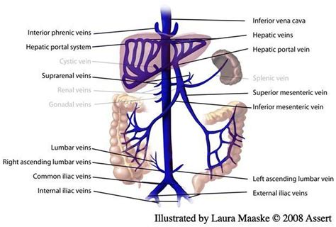 Pictures Of Abdominal Veins