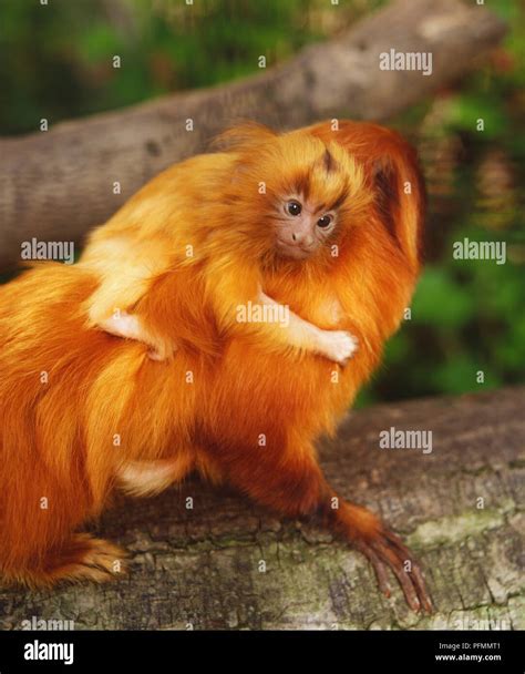 Golden Lion Tamarins Leontopithecus Rosalia Adult Carrying Baby On