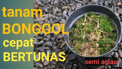 Semi Aglao Tanam Bonggol Cepat Bertunas Aglaonema Bukan Aglonema