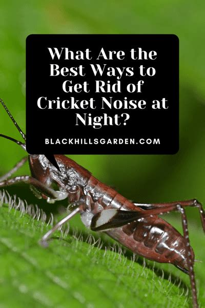 How To Get Rid Of Cricket Noise At Night 6 Best Methods