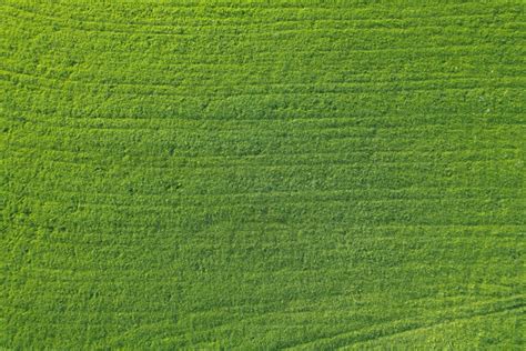 Grassy Field Aerial