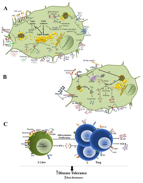 Mycobacterium Leprae Subversion Of Host Cell Metabolism And