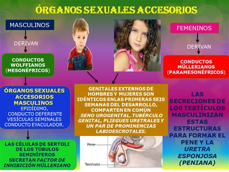 Fisiologia Rganos Sexuales Accesorios