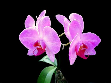 Black Orchid Wallpaper - WallpaperSafari