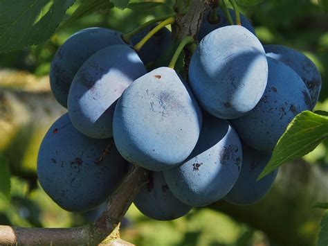 Plums Fruit Blue - Free photo on Pixabay