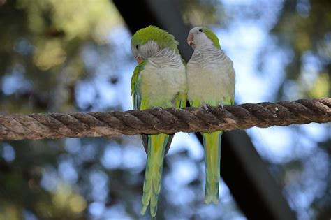 A Pair Of Green Parrots Free Image Download