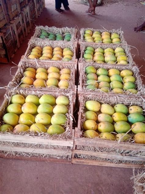 Yellow Alphonso Hapus Green Mango Carton Box Packaging Size 15 Kg At