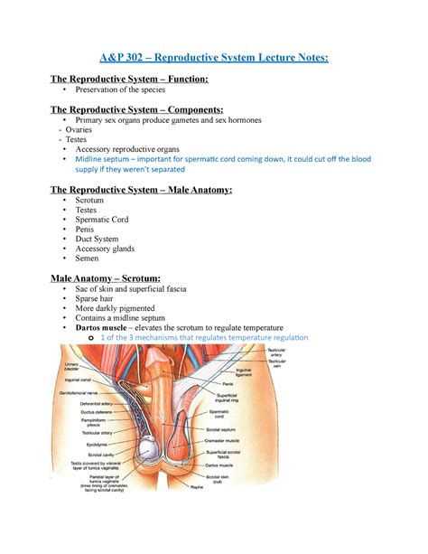 334211816 A P 302 Reproductive System Lecture Notes Aandp 302