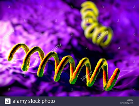 Treponema Pallidum Bacteria High Resolution Stock Photography and ...