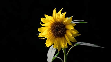 Black Sunflower Wallpapers - Top Free Black Sunflower Backgrounds ...