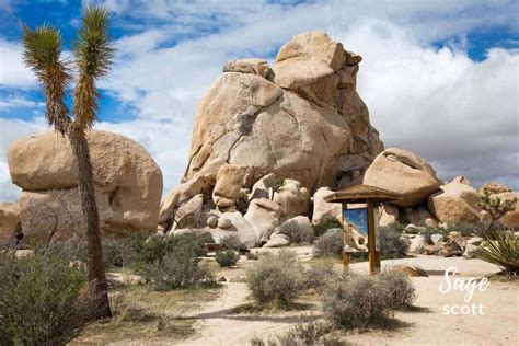 Incredible Things To Do In Joshua Tree National Park