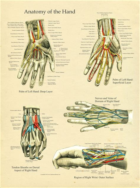 Hand and Wrist Anatomy Poster | Wrist anatomy, Joints anatomy, Human ...