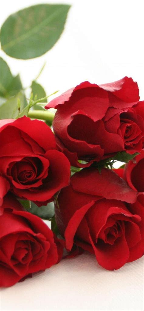 Download Red Roses 4K Background Photos Wallpaper - GetWalls.io