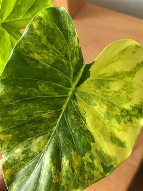 Alocasia Macrorrhizos Aurea Variegata Furniture Home Living