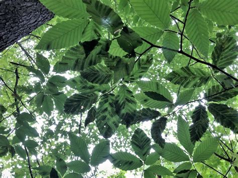 Beech Leaf Disease Groundbreaking New Treatment Strategies Tree Topics