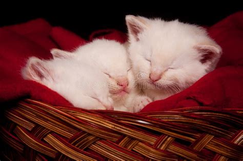 Three Kittens Sleeping In A Basket Stock Photo Image Of Feline Cute