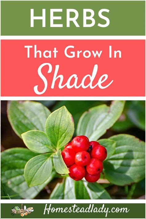 50 Herbs That Grow In Shade Homestead Lady