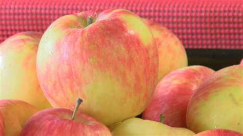 New apple variety, Premier Honeycrisp high in demand | WHAM