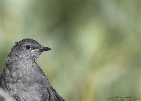 Fledgling Gray Catbird Portraits Mia Mcphersons On The Wing Photography