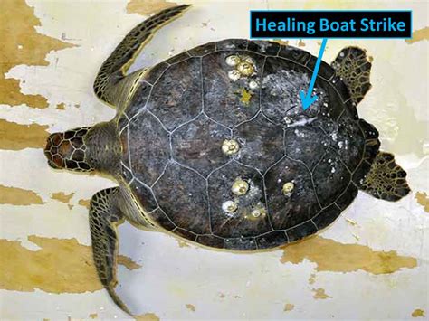 Sea Turtle Hospital: Green Sea Turtle Admitted with Severe Intestinal Blockage