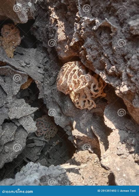 Termite colony stock image. Image of colony, termites - 291397493