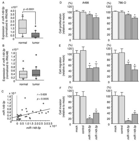 IJMS Free Full Text Dual Strands Of Pre MiR 149 Inhibit Cancer Cell