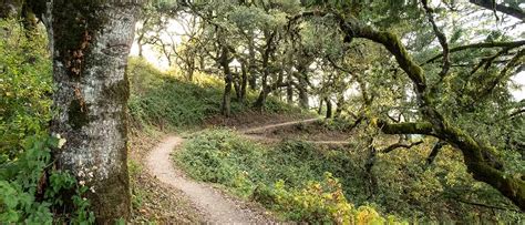 Choose Your Own Adventure at Windy Hill near Portola Valley - POST