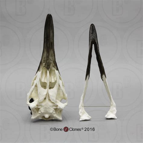 Cassowary Skull Bone Clones Osteological Reproductions