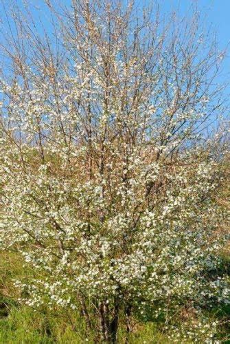 Cherry Plum Hedging Plants Prunus Cerasifera Myrobalan 2 3ft Farm