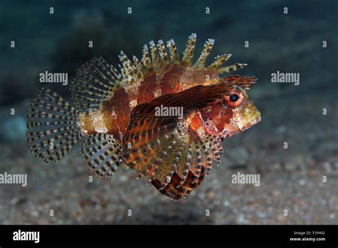 Lionfish nain Banque de photographies et dimages à haute résolution