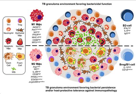 Tuberculosis Granuloma Formation