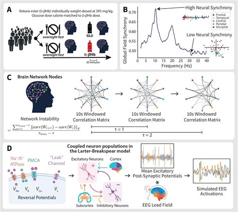 Protecting the Aging Brain EEG Dataset — LCNeuro