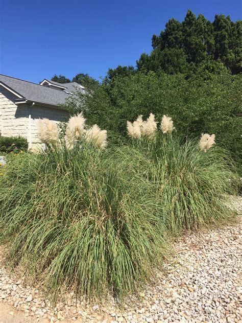 Dwarf Pampas Grass Jet Stream Cortaderia Selloana Pumila Backbone