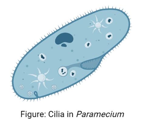 Cilia: Structure, Formation, Types, Functions, Examples