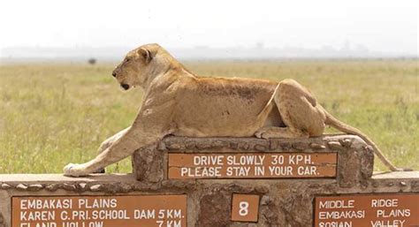 Nairobi Nationalpark Halbtagestour Oder Ganztagestour Private Layover