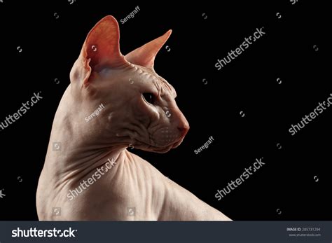Bald Sphynx Cat Naked Cat Profile Stock Photo 285731294 Shutterstock