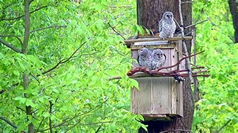 Where To Hang A Barred Owl House Guide Birds Tracker