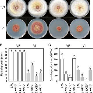 Effects Of Hex Gene Deletion Overexpression And Complementation