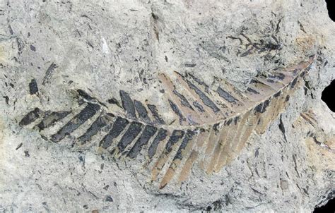 Early Cretaceous Ptilophyllum Leaf From Germany (#77934) For Sale ...