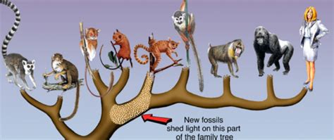 Change Over Time - The Evolution Of Primates