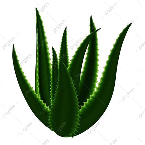 Aloe Vera Plant Clipart Png Images Aloe Plant Icon Cartoon Vector