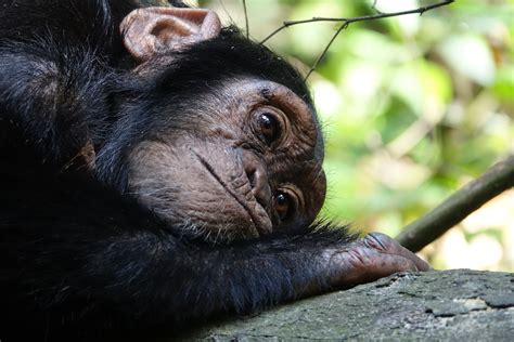 Days Chimpanzee Trekking Safari Rwanda Nyungwe Forest Park Days