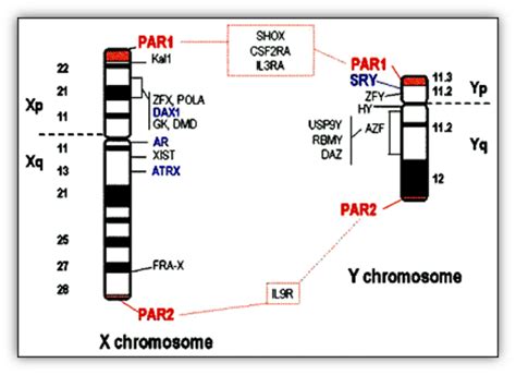 Etx Pediatrics Ch15 Fig3 Endotext