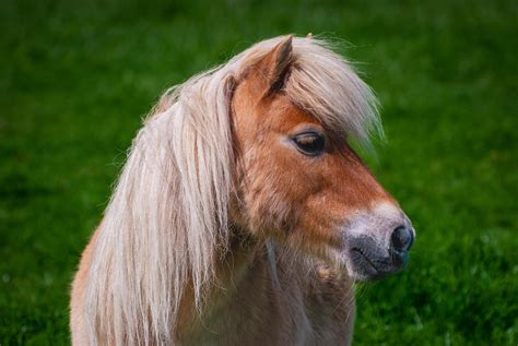 3 000 Kostenlose Ponies Und Pony Bilder Pixabay